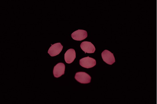 Soft beads VERCELLI OVAL LUM BVPS1