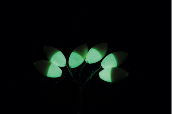 Stoppers duros VERCELLI OVAL LUM BVS01