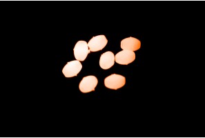 Hard beads VERCELLI OVAL LUM Pink 2